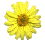 yeldaisyblank.gif (3498 bytes)